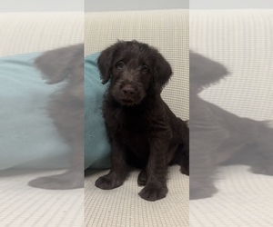 Labradoodle Puppy for sale in TUPELO, MS, USA