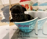 Puppy Bruno Pug