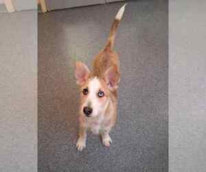 Mutt Dogs for adoption in Low Moor, VA, USA