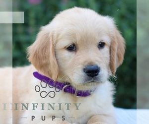 Golden Retriever Puppy for sale in LITITZ, PA, USA