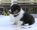 Small #11 Pembroke Welsh Corgi