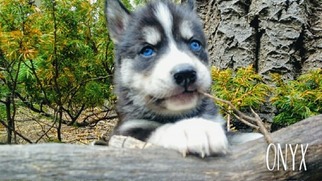 Siberian Husky Puppy for sale in FORT GARLAND, CO, USA