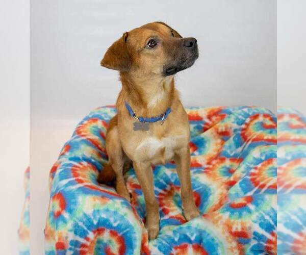 Medium Photo #3 Mutt Puppy For Sale in Kennesaw, GA, USA