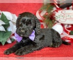 Small Photo #2 Goldendoodle Puppy For Sale in LANCASTER, PA, USA