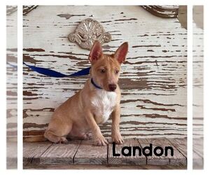 Cairn Terrier-Unknown Mix Dogs for adoption in Carrollton, TX, USA