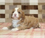Small #5 Bernedoodle (Miniature)-Cavapoo (Miniature) Mix