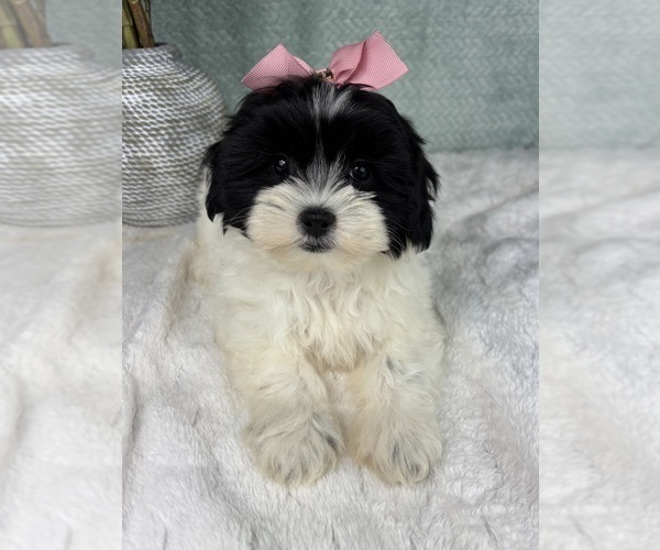 Medium Photo #3 ShihPoo Puppy For Sale in FRANKLIN, IN, USA