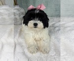Small #2 ShihPoo