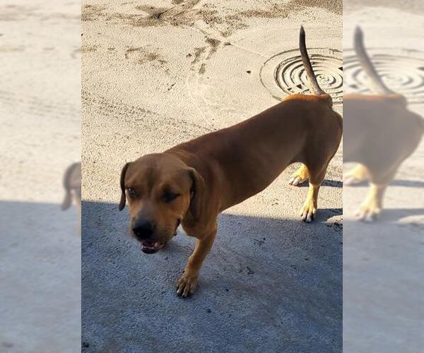 Medium Photo #1 Mutt Puppy For Sale in San Antonio, TX, USA