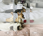 Small Photo #1 Chihuahua Puppy For Sale in VIRGINIA BEACH, VA, USA
