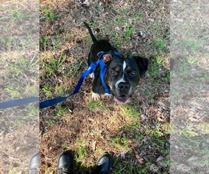 Bowser - Male Bull-Boxer Dog for Adoption - Photo #3