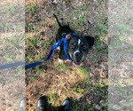 Small Photo #3 Bull-Boxer Puppy For Sale in Greensboro, NC, USA