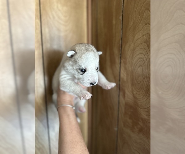 Medium Photo #8 Siberian Husky Puppy For Sale in ARLINGTON, VT, USA