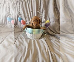 Medium Labrador Retriever