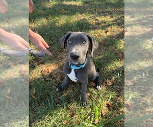 Great Dane Dogs for adoption in Mooresville, NC, USA