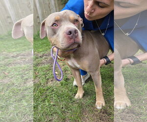 American Pit Bull Terrier-Unknown Mix Dogs for adoption in Magnolia Springs, AL, USA