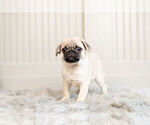 Small Photo #3 Pug Puppy For Sale in WARSAW, IN, USA