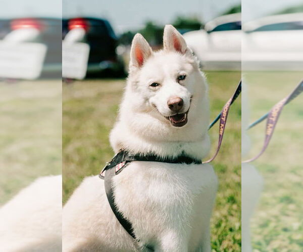 Medium Photo #2 Siberian Husky Puppy For Sale in Matawan, NJ, USA