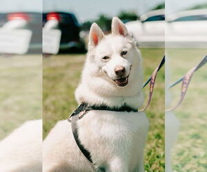 Maverick - Male Siberian Husky Dog for Adoption - Photo #2