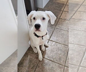 Labrador Retriever-Unknown Mix Dogs for adoption in Hillsboro, MO, USA