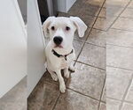 Small Labrador Retriever Mix