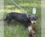 Small Photo #3 Chihuahua Puppy For Sale in Yardley, PA, USA