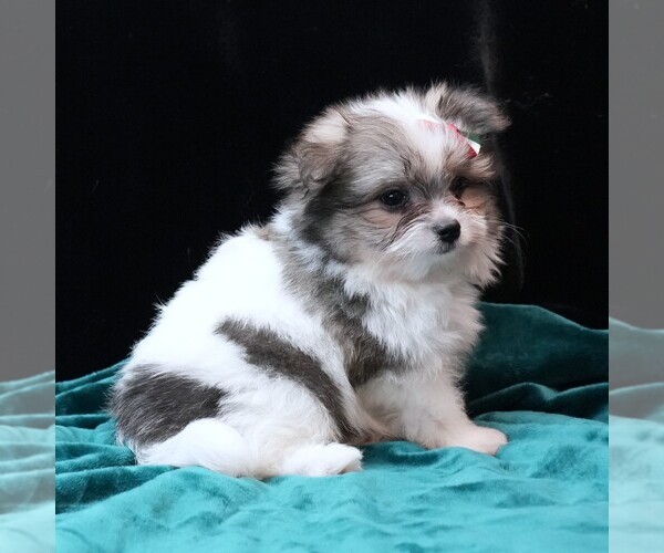 Medium Photo #6 Maltipom Puppy For Sale in ROCK VALLEY, IA, USA
