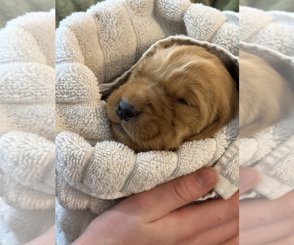 Medium Photo #14 Golden Retriever Puppy For Sale in WOODSTOCK, CT, USA