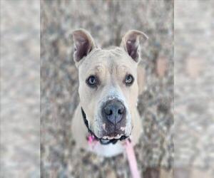 Mutt Dogs for adoption in Fort Collins, CO, USA