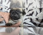 Puppy Puppy 1 Pug