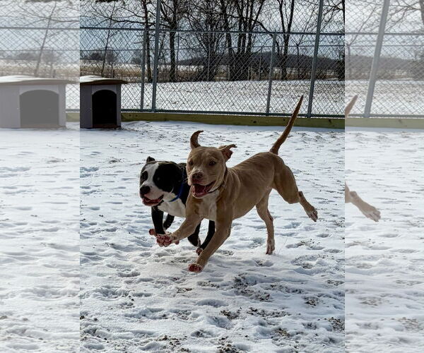 Medium Photo #5 Mutt Puppy For Sale in Jefferson, WI, USA