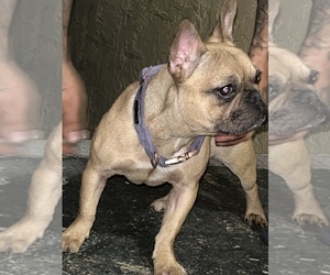 French Bulldog Puppy for sale in MIAMI, FL, USA