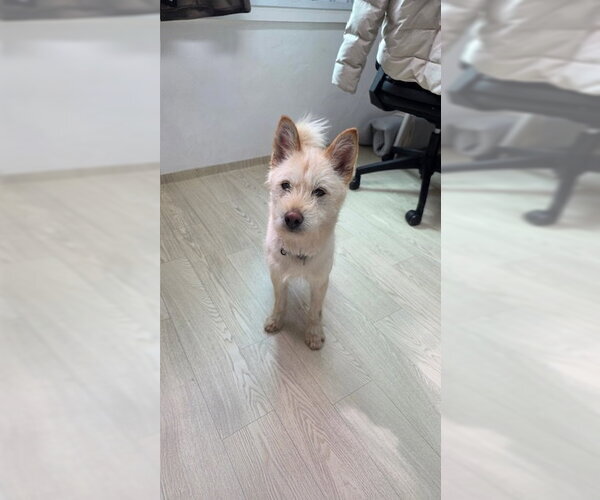 Medium Photo #3 Mutt Puppy For Sale in Agoura Hills, CA, USA