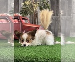 Small #2 Papillon