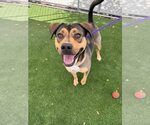 Small German Shepherd Dog-Rhodesian Ridgeback Mix
