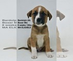 Small #3 Boxer Mix