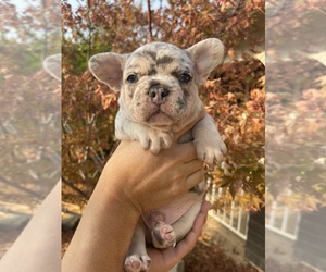 French Bulldog Puppy for sale in SAN JOSE, CA, USA