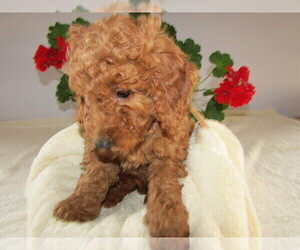 Goldendoodle-Poodle (Toy) Mix Puppy for sale in LANSING, MI, USA