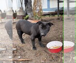 Small #10 Labrador Retriever Mix