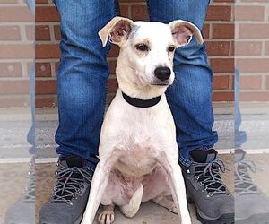 Classi - Female Labrador Retriever-Unknown Mix Dog for Adoption - Photo #3