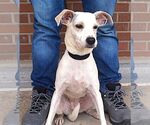 Small #2 Labrador Retriever Mix