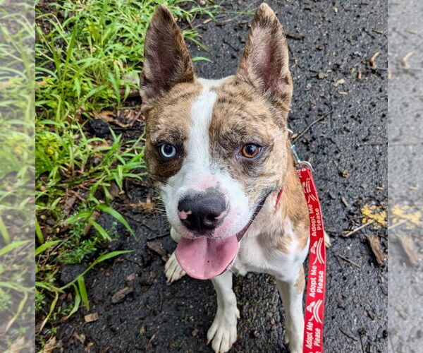 Medium Photo #5 Catahoula Leopard Dog-Unknown Mix Puppy For Sale in Canton, CT, USA