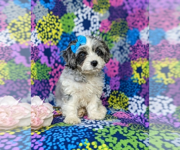 Medium Photo #9 Cavapoo Puppy For Sale in KINZERS, PA, USA