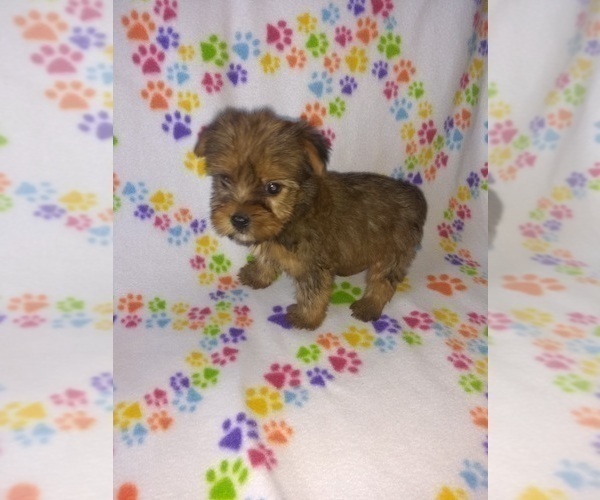 Medium Photo #3 Yorkshire Terrier Puppy For Sale in LAPEER, MI, USA