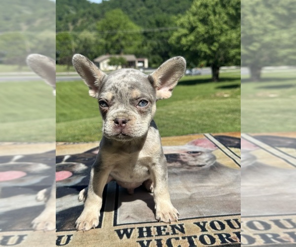 Medium Photo #1 French Bulldog Puppy For Sale in COVINGTON, VA, USA