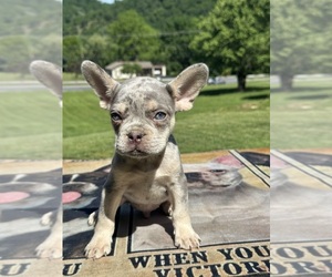 French Bulldog Puppy for sale in COVINGTON, VA, USA