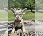 Image preview for Ad Listing. Nickname: Gizmo