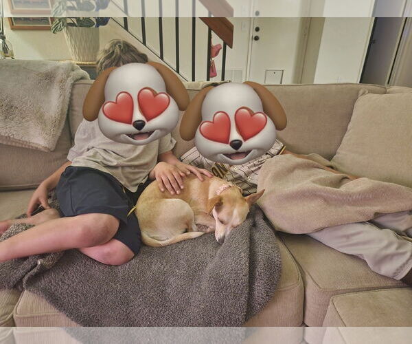 Medium Photo #4 Chihuahua-Unknown Mix Puppy For Sale in San Diego, CA, USA