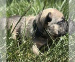 Puppy Mickey French Bulldog
