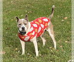 Small #2 Jack Russell Terrier-Staffordshire Bull Terrier Mix